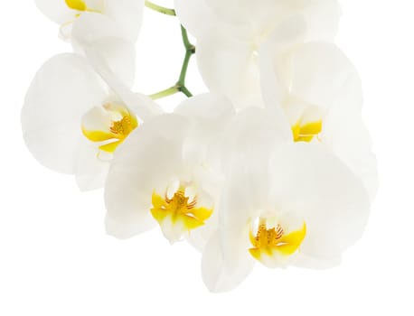 White tender orchid flowers isolated on white background