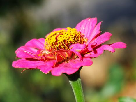 pinkfarbene Zinnie
