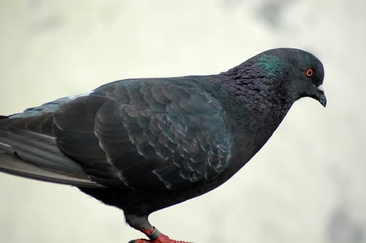 black pigeon and its shadow close up