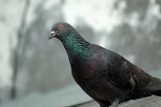 black pigeon and its shadow close up