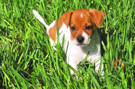 	
Puppy is in the grass and watching carefully to the owner
