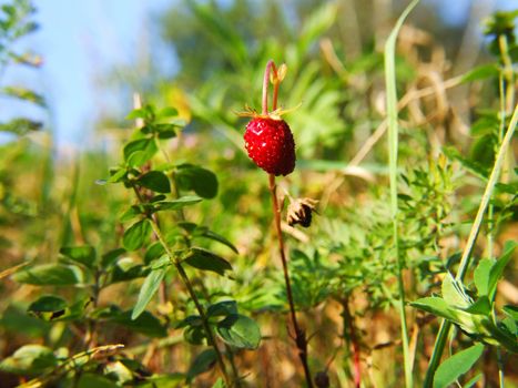 Walderdbeere 
