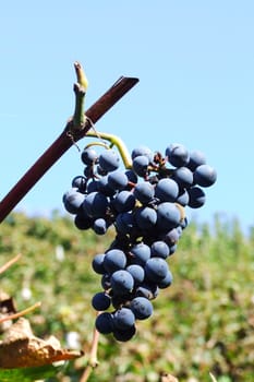 blaue Weintrauben
