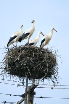 Four storks resting in the nest
