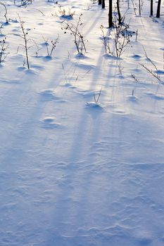 Soft Shadows of plants and trees on powder snow surface.