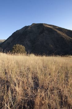 Field in the middle of summer