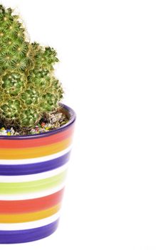 A small green cactus in a colorful rainbow pot isolated