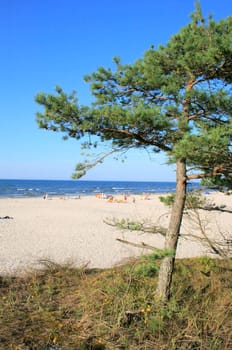 Landscape of the beach with a tree and ocean
