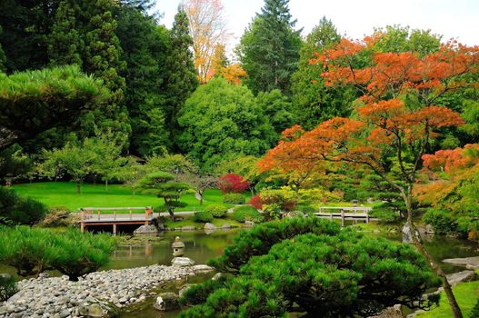 Assorted autumn colors in Japanese Garden at Seattle, Washington Park Arboretum