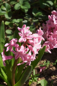macro photo of the flower of the pink hyacinth