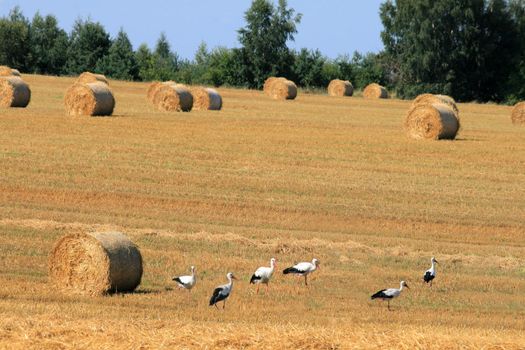 Landscape with straw bales and storks

