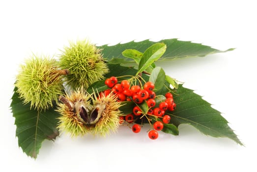 Chestnut leaves with young chestnuts and orange berries on white.                  