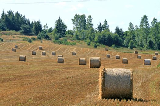 Landscape with straw bales on the field
