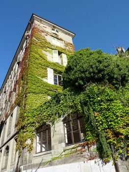 Green ivy covering an old house by beautiful weather