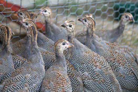 Free Ranging Guinea Fowl Keets