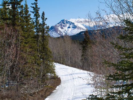 Ski-doo track on "Livingstone" trail north of Whitehorse in winter wonderland of Yukon Territory, Canada