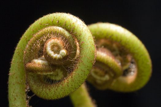 New sporophyte fronds of Ferns (Pteridophyte) found at the tropical rainforest of Bukit Tinggi, Pahang, Malaysia. A fern, or pteridophyte, is any one of a group of some twenty thousand species of plants classified in the Division Pteridophyta, formerly known as Filicophyta. A fern is defined as a vascular plant that does not produce seeds, but reproduces by spores to initiate an alternation of generations. New sporophyte fronds typically arise by circinate vernation (that is, "leaf" formation by unrolling).