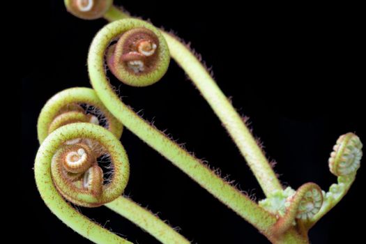 New sporophyte fronds of Ferns (Pteridophyte) found at the tropical rainforest of Bukit Tinggi, Pahang, Malaysia. A fern, or pteridophyte, is any one of a group of some twenty thousand species of plants classified in the Division Pteridophyta, formerly known as Filicophyta. A fern is defined as a vascular plant that does not produce seeds, but reproduces by spores to initiate an alternation of generations. New sporophyte fronds typically arise by circinate vernation (that is, "leaf" formation by unrolling).