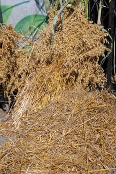Golden wheat at the street market
