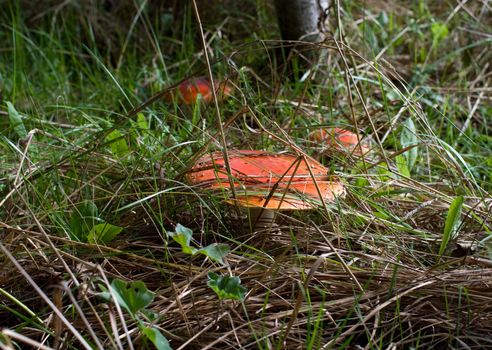 Three red fly agarics in a grass