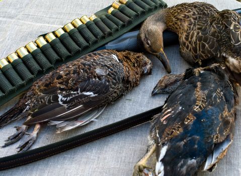 Feathery game a shot-gun and bandolier on a table covered with a fabric.