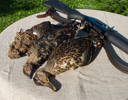 The hunting shot-gun a duck and black grouses on a table.