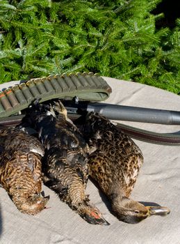 Duck, black grouses and bandolier with cartridges on a table covered with a fabric.