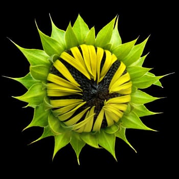 closed sunflower cut-out
