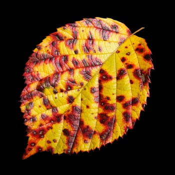 red-yellow autumn leaf
