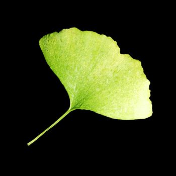 Ginko leaf

