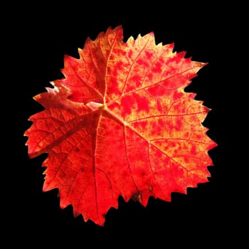 red vine leaf

