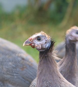 Three Month Old Guinea Fowl Keet