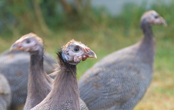 Three Month Old Guinea Fowl Keet,