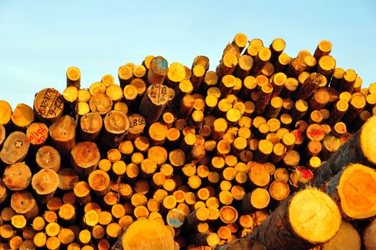 A huge assortment of trunks shot at a sawmill in the last daylight, Baden-Wuerttemberg, Germany