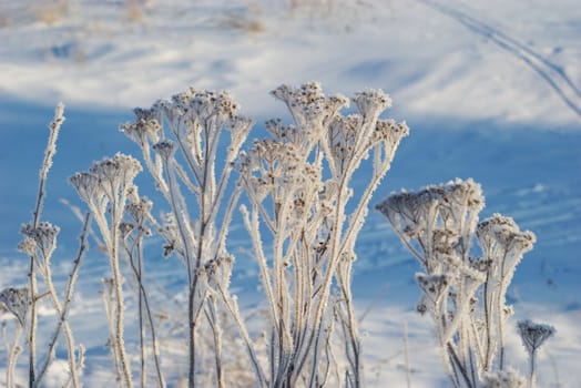 rime on branch tree in winter forest