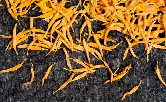Dry in the sun of Chinese traditional medicine - golden needles.