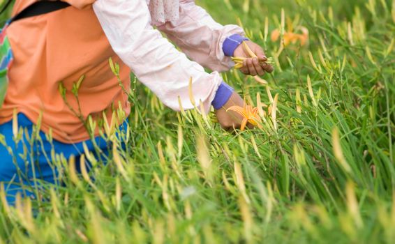 It is beautiful and colorful tiger lily farm with farmer.