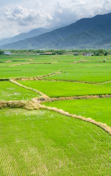 It is a landscape of beautiful green terraced field.