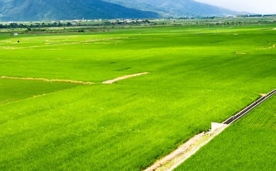 It is a landscape of beautiful green terraced field.
