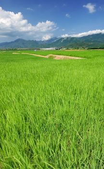 It is a beautiful landscape of green farm with blue sky and white clouds.