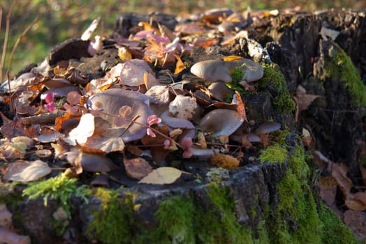 macro photo of the mushrooms in autumn forest