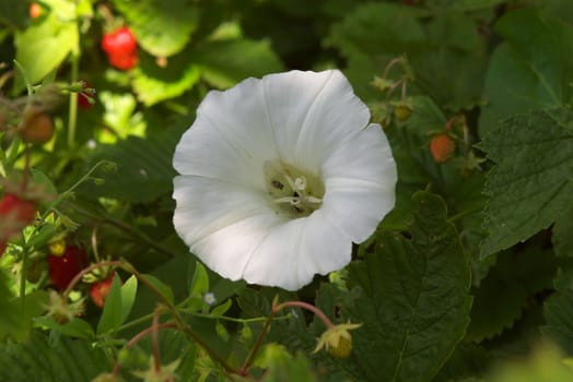 macro photo of the bindweed in summer garden