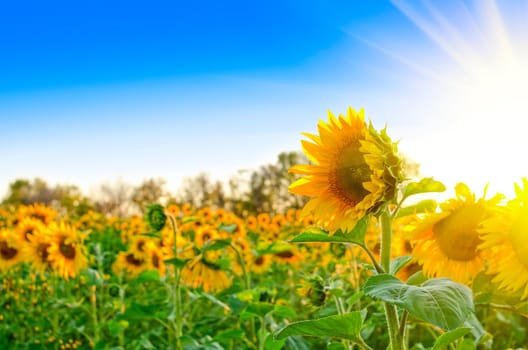 beautiful sunflowers at field with blue sky and sunburst