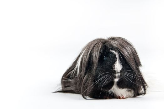 Guinea pig isolated over white background