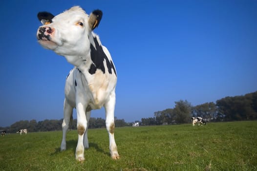 flemish cow in the field with blue sky