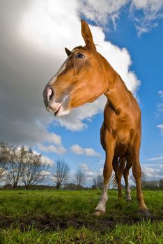 horse in a meadow, clouds