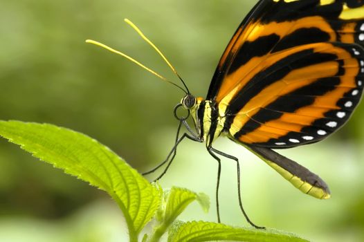 Butterfly chilling on a leaf
