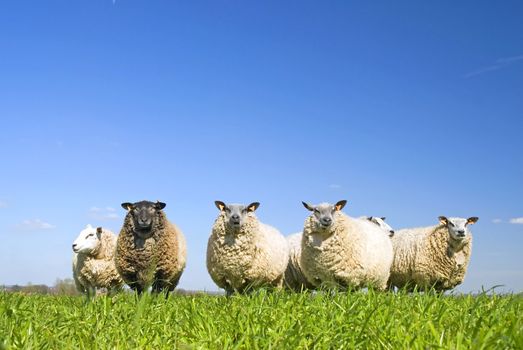 lots of sheep on grass with blue sky, some looking at the camera