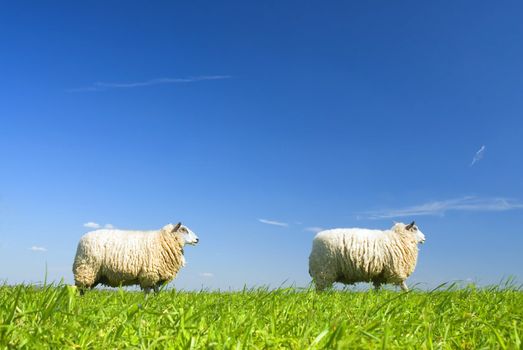 two sheep walking by on grass with blue sky