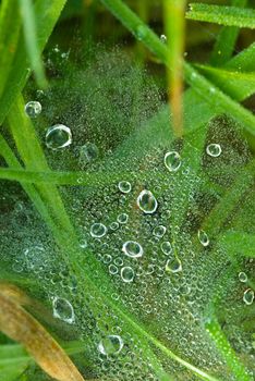 lots of dewdrops on a spider web